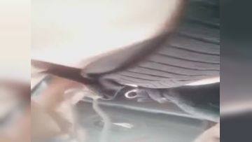 【国产直播】某直播平台女神真真约炮友白云山打野战下山又和司机小哥车震